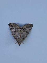 Eubolina impartialis