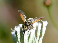 Hoplitimyia mutabilis