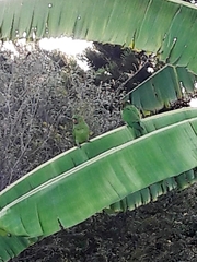 Psittacara leucophthalmus