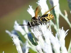 Hoplitimyia mutabilis