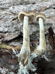 Psilocybe serbica