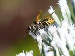 Hoplitimyia mutabilis