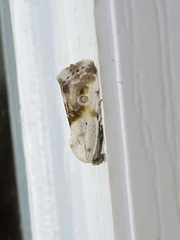 Ponometia candefacta