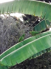 Psittacara leucophthalmus