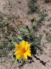 Simsia amplexicaulis