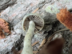 Psilocybe serbica