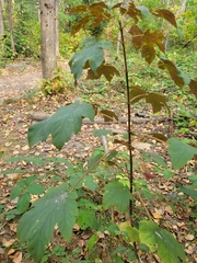 Acer pseudoplatanus