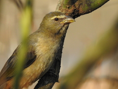 Saltator coerulescens