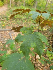 Acer pseudoplatanus