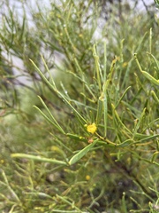 Senna artemisioides