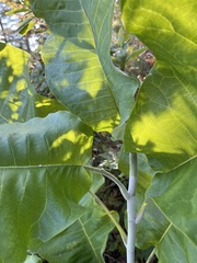 Magnolia macrophylla