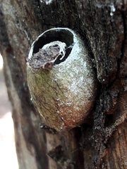 Zygaenoidea