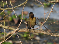 Chrysomus ruficapillus