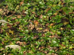 Agelasticus cyanopus