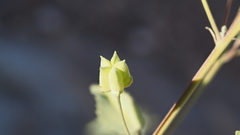 Abutilon incanum