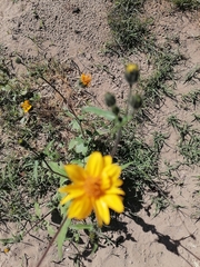 Simsia amplexicaulis