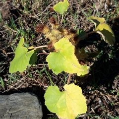 Xanthium orientale italicum