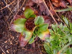 Eryngium humile