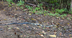 Spilotes pullatus