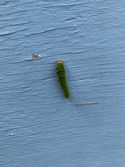 Papilio multicaudata