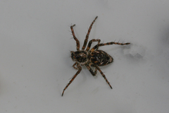 Oxyopes ramosus