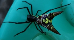 Micrathena sexspinosa