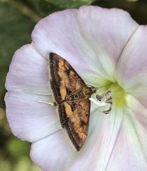 Pyrausta californicalis