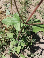 Simsia amplexicaulis