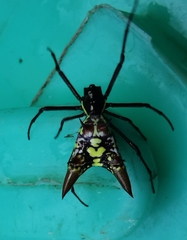 Micrathena sexspinosa