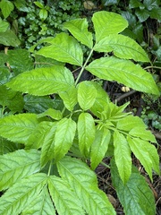 Sambucus nigra