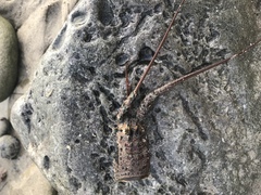 Panulirus interruptus