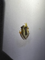 Dendropsophus elegans