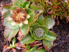 Eryngium humile