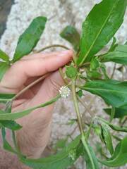 Eclipta prostrata