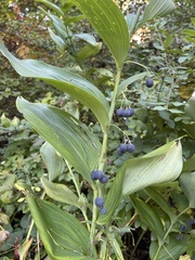Polygonatum biflorum commutatum