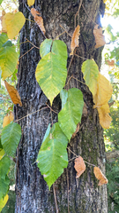 Toxicodendron radicans