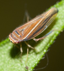 Idiodonus kennicotti