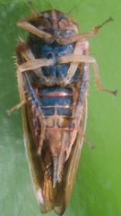 Idiodonus kennicotti