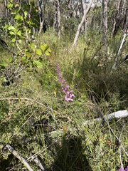 Comesperma ericinum
