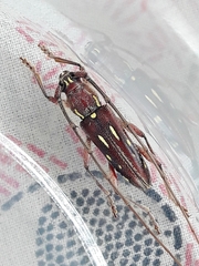 Ambonus distinctus