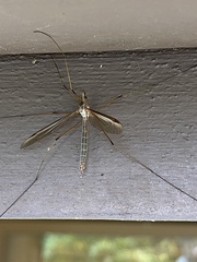 Tipula oleracea
