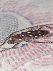 Ambonus distinctus