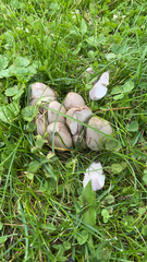 Coprinopsis atramentaria