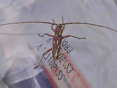 Ambonus distinctus