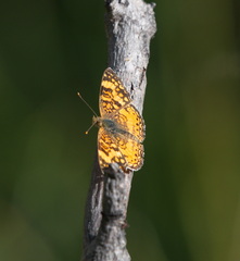 Phyciodes mylitta