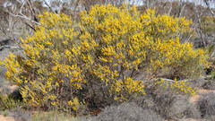 Acacia wilhelmiana
