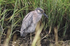 Nyctanassa violacea violacea