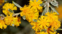 Acacia wilhelmiana