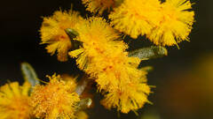 Acacia wilhelmiana
