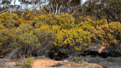 Acacia wilhelmiana